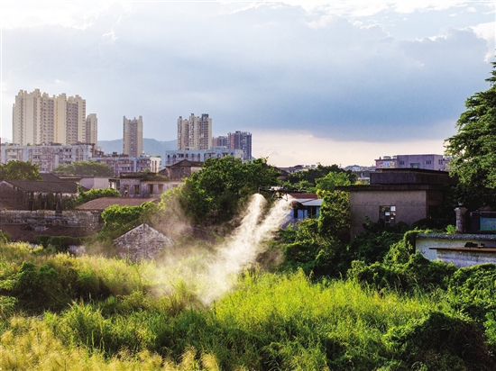 江海区动用农用植保无人机,高效开展蚊虫消杀。 江海区动用农用植保无人机,高效开展蚊虫消杀。