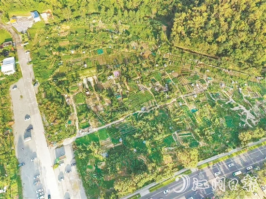 整改前:温泉路西门花苑一带闲置用地被附近居民“圈地”种菜,是蚊虫孳生高风险区。 整改前:温泉路西门花苑一带闲置用地被附近居民“圈地”种菜,是蚊虫孳生高风险区。