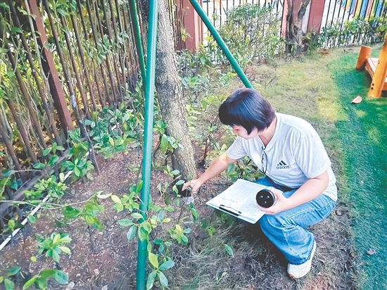 新会区各校园全面启动蚊媒指数自我监测工作。 新会区各校园全面启动蚊媒指数自我监测工作。