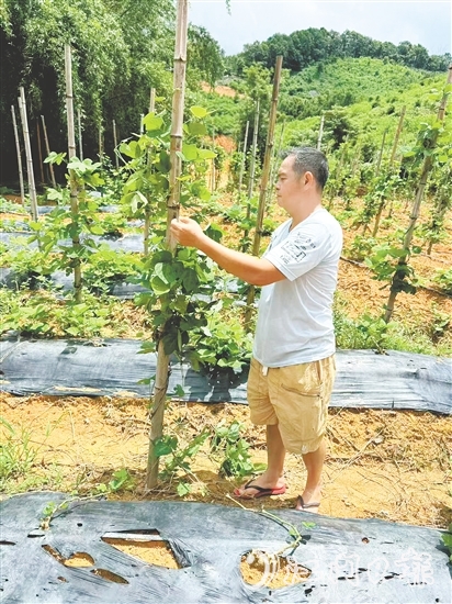 冼满红在种植基地察看粉葛生长情况。 冼满红在种植基地察看粉葛生长情况。