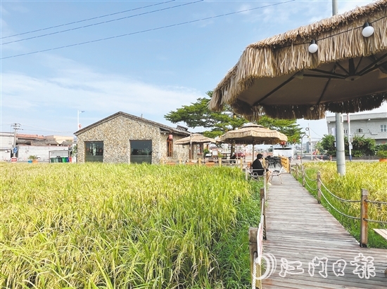 坐落在稻田旁的“牛栏咖啡”是热门“打卡地”。