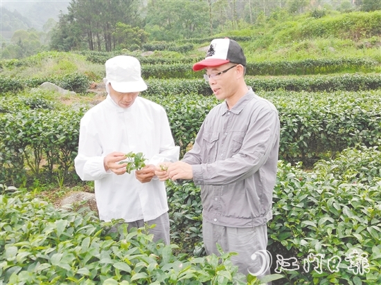 梁小汕（右）深耕茶产业，用科技破解产业难题。