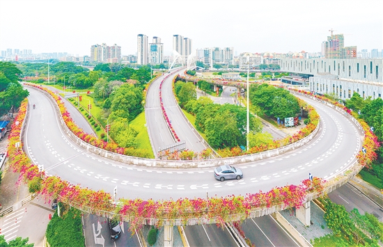 江门市区簕杜鹃盛放，整洁美丽侨乡静待八方宾客。郭永乐