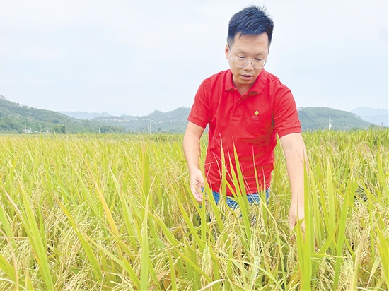 卢艺文检查水稻长势。
