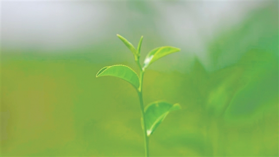 “恩露竹韵茶”茶叶嫩苗。
