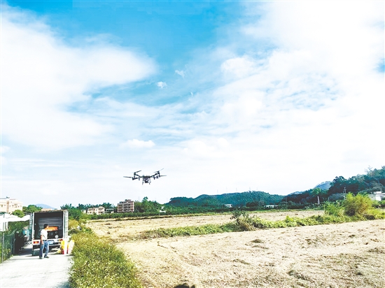 鹤山加快推进2025年粮食冬种生产工作。图为鹤山市供销社开展植保无人机作业。