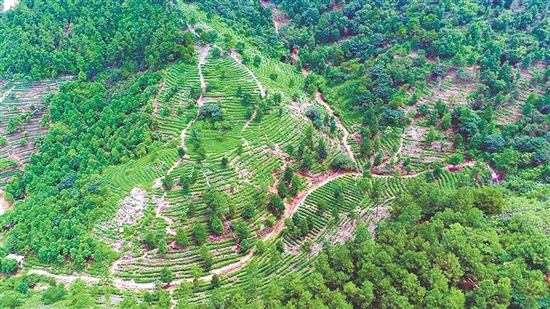 茶山之上,绿意盎然。 茶山之上,绿意盎然。