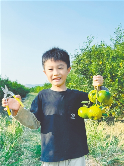 小朋友到果园体验采摘的乐趣。 小朋友到果园体验采摘的乐趣。