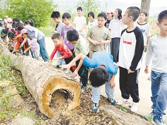 孩子们近距离观察在台风中“受伤”的树木。