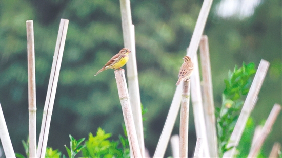 调查人员首次在小鸟天堂拍摄到黄胸鹀。