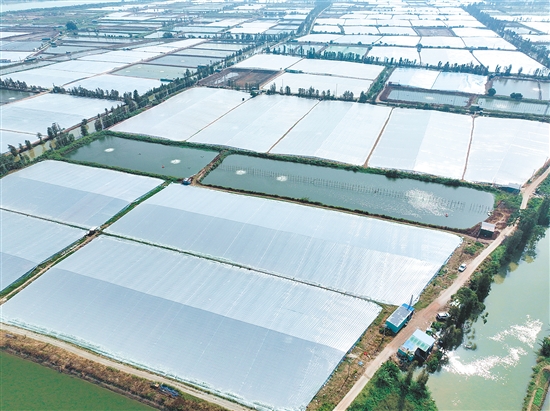 搭虾棚是大鳌镇水产养殖业延续20余年的传统越冬“法宝”。