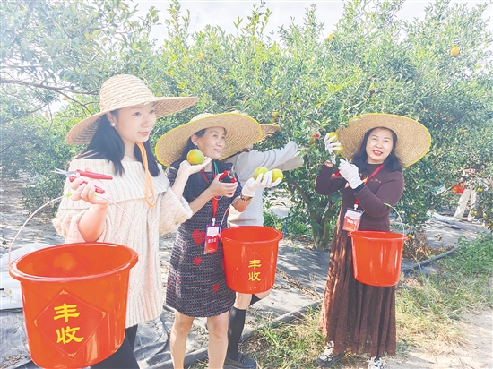 旅行社代表头戴草帽、手提小桶,采摘新会柑,为接下来的旅游线路推广积累素材。 旅行社代表头戴草帽、手提小桶,采摘新会柑,为接下来的旅游线路推广积累素材。