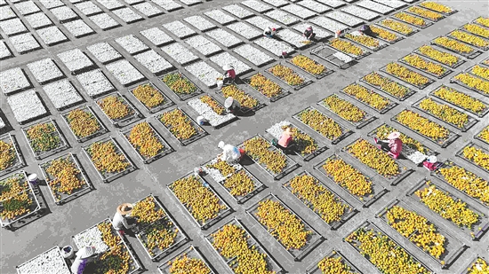 近年来,新会区委、区政府将新会陈皮这一“土特产”作为乡村产业振兴的重要抓手,大力弘扬陈皮文化。 近年来,新会区委、区政府将新会陈皮这一“土特产”作为乡村产业振兴的重要抓手,大力弘扬陈皮文化。