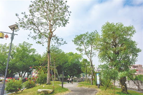 三棵松公园环境优美,成为村民休闲的好去处。 三棵松公园环境优美,成为村民休闲的好去处。