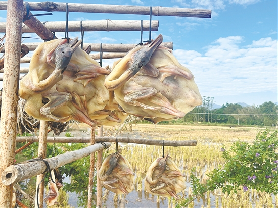那吉腊鸭。 那吉腊鸭。