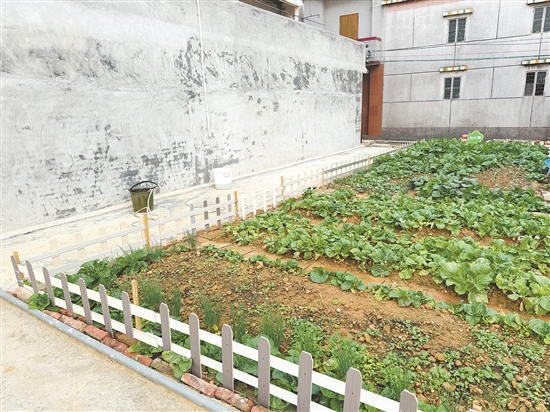 君堂镇杨屋村的危破房清拆后变身亮丽“小菜园”。