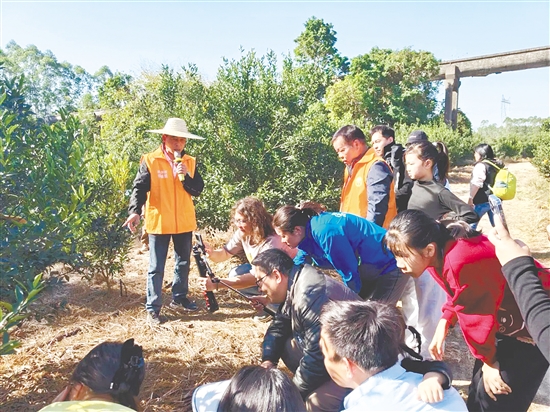 孩子与家长走进果园，了解陈皮柑的种植流程。