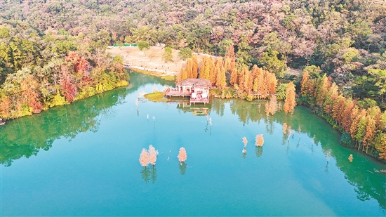 新会石涧公园的落羽杉悄然换上“红装”，绚烂的色彩和湖光山色相映成趣。