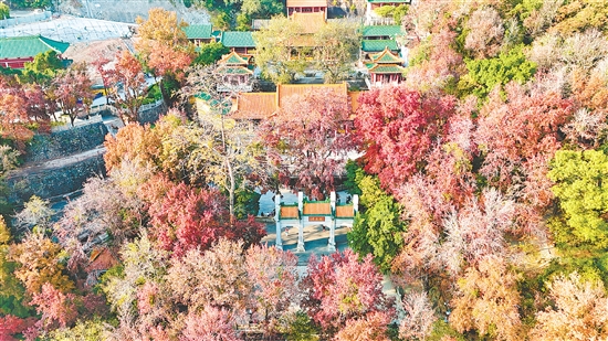 圭峰山枫叶林约有16公顷，叶片颜色从浅橙到深红渐变，层次丰富。