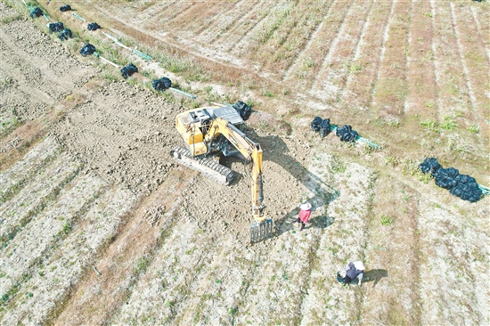 眼下正值魔芋收获季，四九镇的田间地头一派忙碌景象。