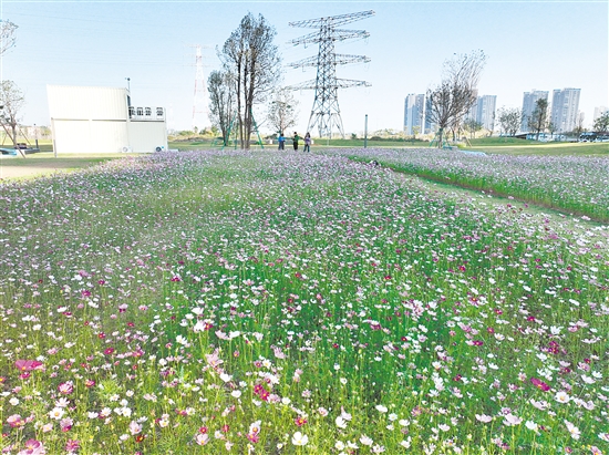 观澜湖公园的格桑花海吸引市民前来打卡。