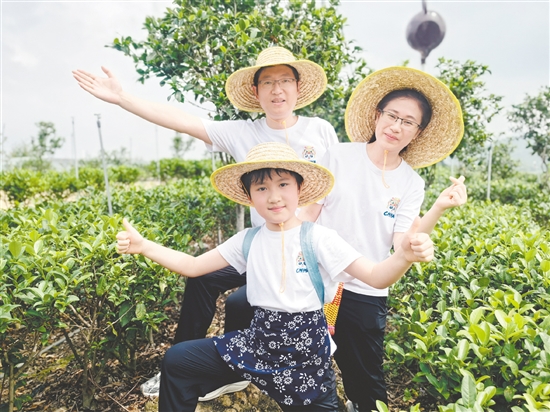 在“一起趣采茶”周末营中，一家三口展示采茶时的乐趣。