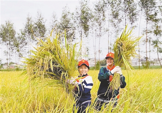 侨园路小学把课堂延伸到田野，让学生们体验割禾。