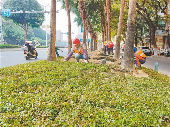 新会城区启动草皮更换工程，绿化景观将得到有效改善。