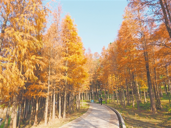 落羽杉林披上橙红色的“外衣”，形成一片绚丽的景观。