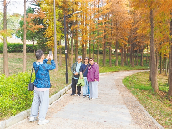 市民在落羽杉林间拍照，随手便可拍出“大片”。