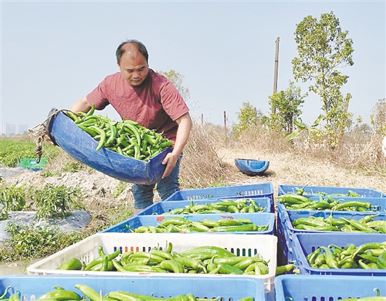四九镇种植的辣椒品质好,产量也稳步提升。 四九镇种植的辣椒品质好,产量也稳步提升。