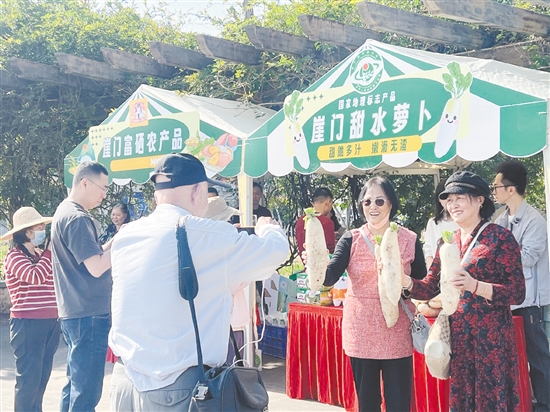 新会崖门第十三届甜水萝卜季吸引很多游客到现场采摘萝卜。