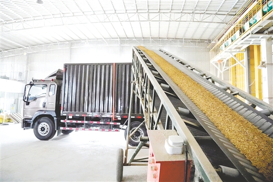 金黄的稻谷通过传送带运往粮食烘干处，大大节省人力。