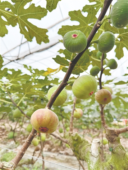 成熟无花果挂满枝头。