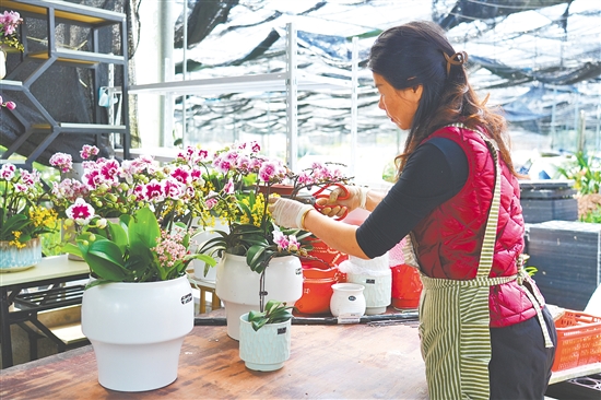 基地负责人黄彬莲正忙着搭配年宵花盆栽。 基地负责人黄彬莲正忙着搭配年宵花盆栽。