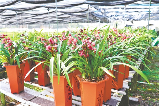 址山镇兰花种植基地的兰花竞相绽放。 址山镇兰花种植基地的兰花竞相绽放。