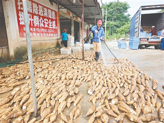 在双合镇先庆村，村民分工明确，紧密开展“洗葛”作业。