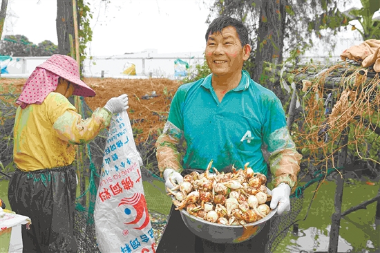 农户刚采收的慈姑圆润饱满。