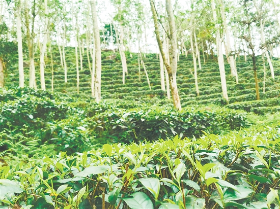 位于七星坑省级自然保护区的茶场。 位于七星坑省级自然保护区的茶场。