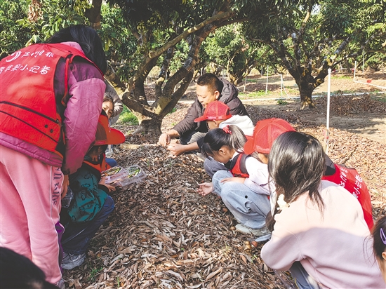 小记者们在工作人员的指导下尝试采摘红松茸。