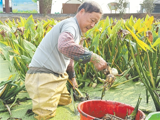 基头村村前几片浅水塘绿意盎然,慈姑长势喜人。 基头村村前几片浅水塘绿意盎然,慈姑长势喜人。