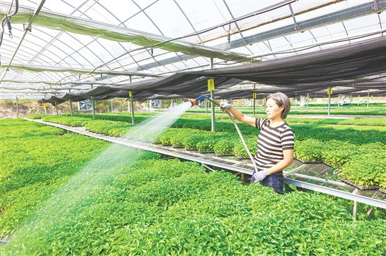 冲蒌镇深化新型农业经营体系改革,发展新型农村集体经济,侨农勤耕农场南瓜产业经营模式入选全国典型案例。 冲蒌镇深化新型农业经营体系改革,发展新型农村集体经济,侨农勤耕农场南瓜产业经营模式入选全国典型案例。