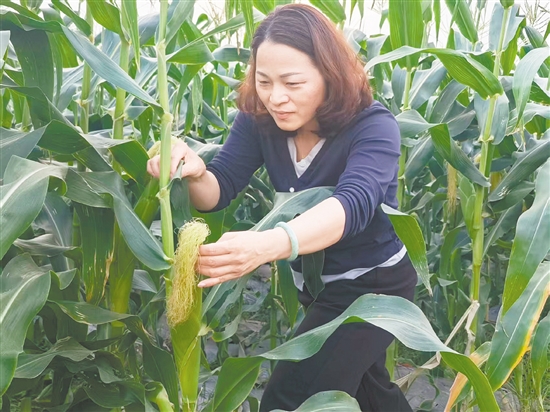 李巧娴的脚步从未离开过田间地头。