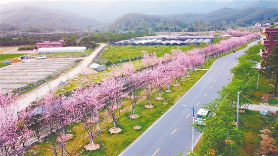 鹤城镇城西村委会樱花大道种植近2200多棵樱花树。 鹤城镇城西村委会樱花大道种植近2200多棵樱花树。