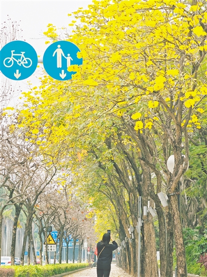 黄花风铃木为江门绘就了满城尽带“黄金甲”的绝美画卷。 黄花风铃木为江门绘就了满城尽带“黄金甲”的绝美画卷。