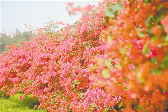 东湖公园簕杜鹃盛放。 东湖公园簕杜鹃盛放。