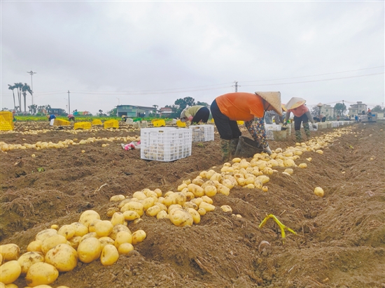 冬种马铃薯丰收。