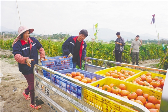 初春时节，台山市各地迎来番茄丰收季。