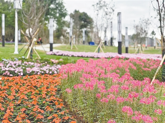 台城南区山体公园穿上“花衣”。 台城南区山体公园穿上“花衣”。