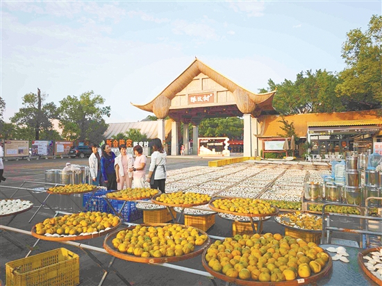 新会陈皮连续三年位列“中国区域农业产业品牌影响力指数”首位。